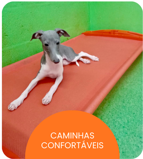 CRECHE CÃES (7).png