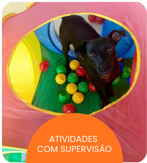 CRECHE CÃES (6).png