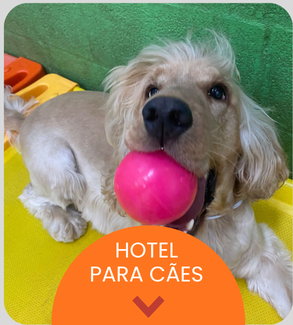 CRECHE CÃES (1).png