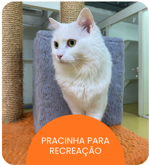 CRECHE CÃES (11).png